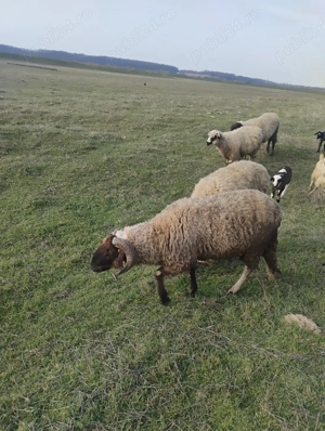 Vand berbeci carabasi - imagine 4