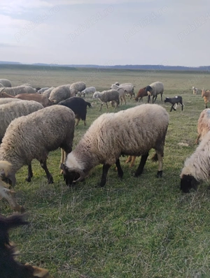 Vand berbeci carabasi - imagine 2