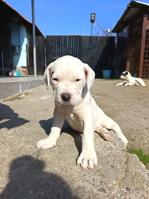 Căutăm căsuța nouă  - imagine 3