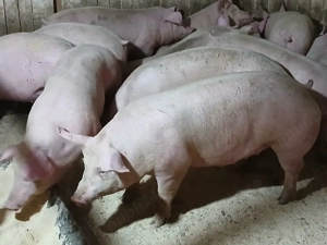 porci de carne  - imagine 3