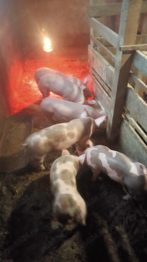 3 vieri și 3 purcele 