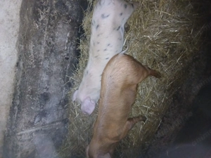 Vind șoldani - imagine 3