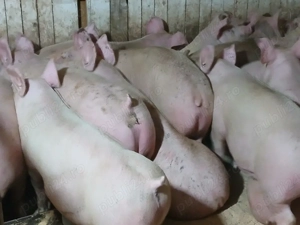 porci de carne  - imagine 4