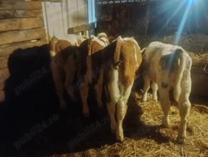 Vand 8 vitei înțărcați - imagine 3