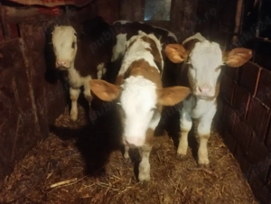 Vand 8 vitei înțărcați - imagine 2