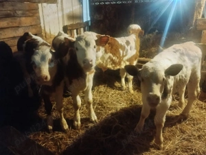 Vand 8 vitei înțărcați - imagine 5