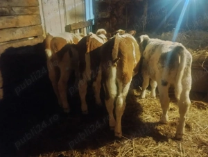 Vand 8 vitei înțărcați - imagine 4