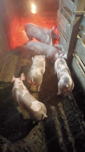  1 vier și 3 purcele  - imagine 3