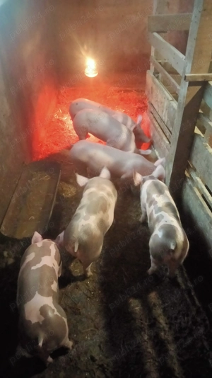  1 vier și 3 purcele  - imagine 2