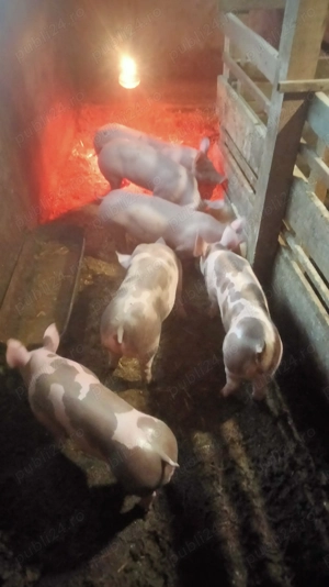  1 vier și 3 purcele  - imagine 4