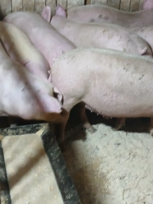 porci de carne  - imagine 3