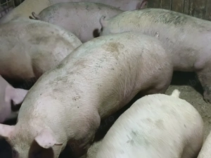 porci de carne  - imagine 4