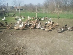 vand oua de rață mute gălăgioase - imagine 3