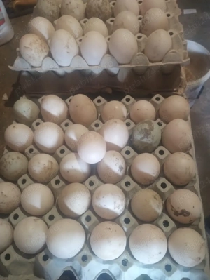 vand oua de rață mute gălăgioase