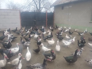 vand oua de rață mute gălăgioase - imagine 2