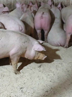 porci de carne  - imagine 4