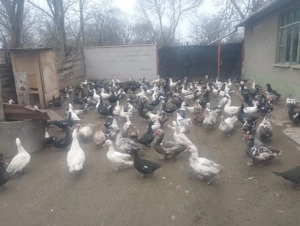 vand oua de rață mute gălăgioase - imagine 4