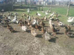 vand oua de rață mute gălăgioase - imagine 5