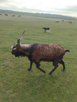 Vand tapi de rasa  - imagine 3