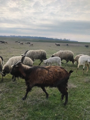 Vand tapi de rasa  - imagine 2