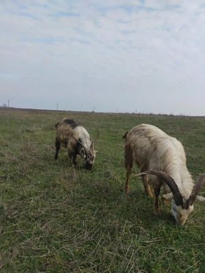 Vand tapi de rasa  - imagine 4