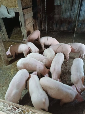 600 lei buc 25 kg vaccinați 