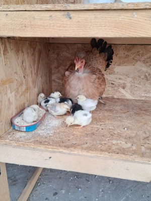 Gainusi pitice cu puii  - imagine 3