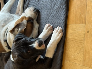 Pui amstaff caută căsuță - imagine 3