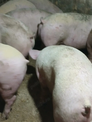 porci de carne  - imagine 4