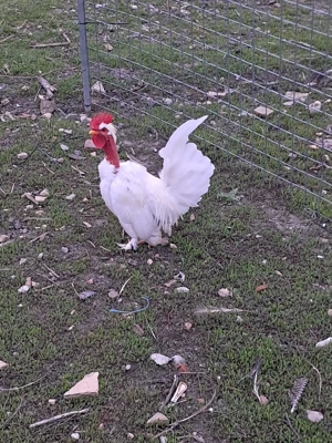 Gainusi pitice cu puii  - imagine 4