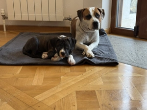 Pui amstaff caută căsuță - imagine 4