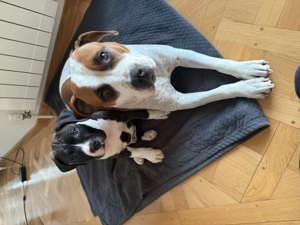 Pui amstaff caută căsuță - imagine 2