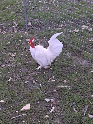 Gainusi pitice cu puii  - imagine 5