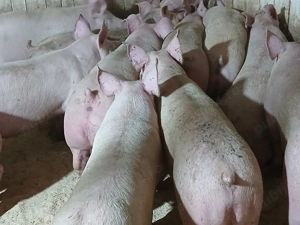 porci de carne  - imagine 4