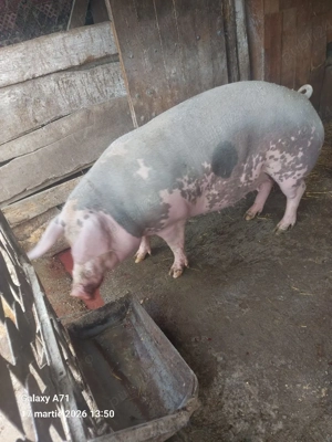 Disponibilă scroafă gestantă  - imagine 5