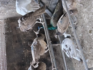 vand pui dr paum - imagine 5