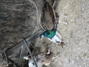 vand pui dr paum - imagine 4