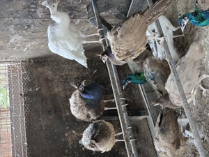 vand pui dr paum - imagine 3