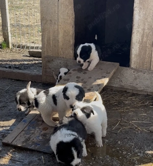 Ciobanesc de Bucovina 