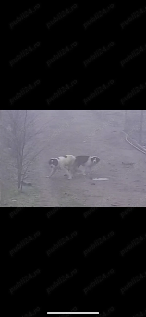 Ciobanesc de Bucovina  - imagine 5