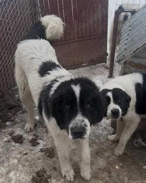 Ciobanesc de Bucovina  - imagine 3