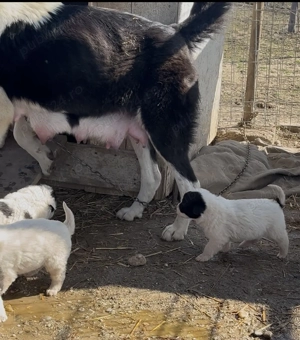 Ciobanesc de Bucovina  - imagine 2