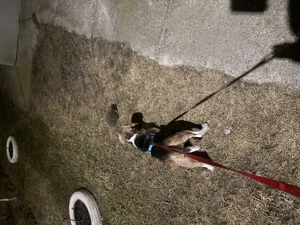 Fetiță Beagle 4 luni cu toate vaccinurile făcute  - imagine 2