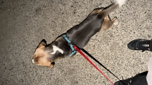 Fetiță Beagle 4 luni cu toate vaccinurile făcute  - imagine 5