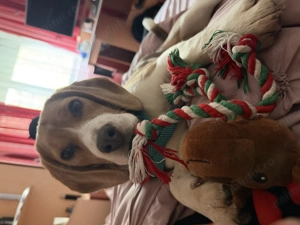 Fetiță Beagle 4 luni cu toate vaccinurile făcute 