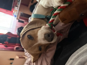 Fetiță Beagle 4 luni cu toate vaccinurile făcute  - imagine 4