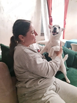 ofer servicii de pet sitter - imagine 4