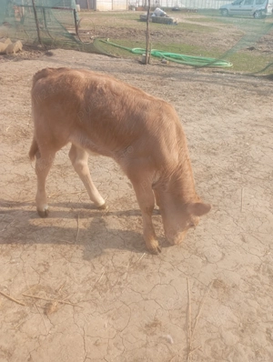 Vând viței foarte frumosi  - imagine 2