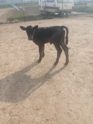 Vând viței foarte frumosi  - imagine 3