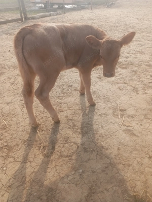 Vând viței foarte frumosi 